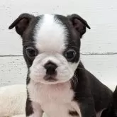 ボストンテリア