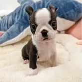 ボストンテリア