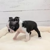 ボストンテリア【愛知県・女の子・2025年10月31日・ボストンカラー】の写真7