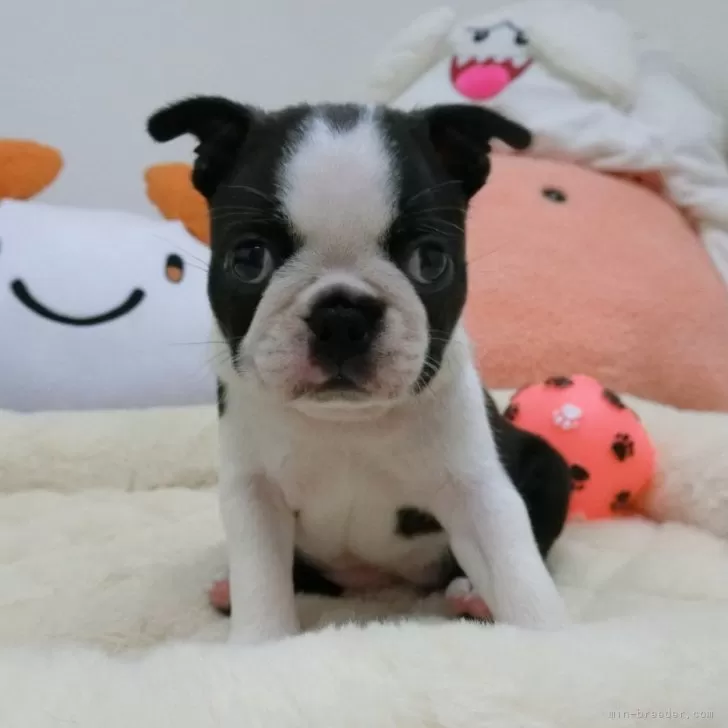 ID：2409-07947の子犬