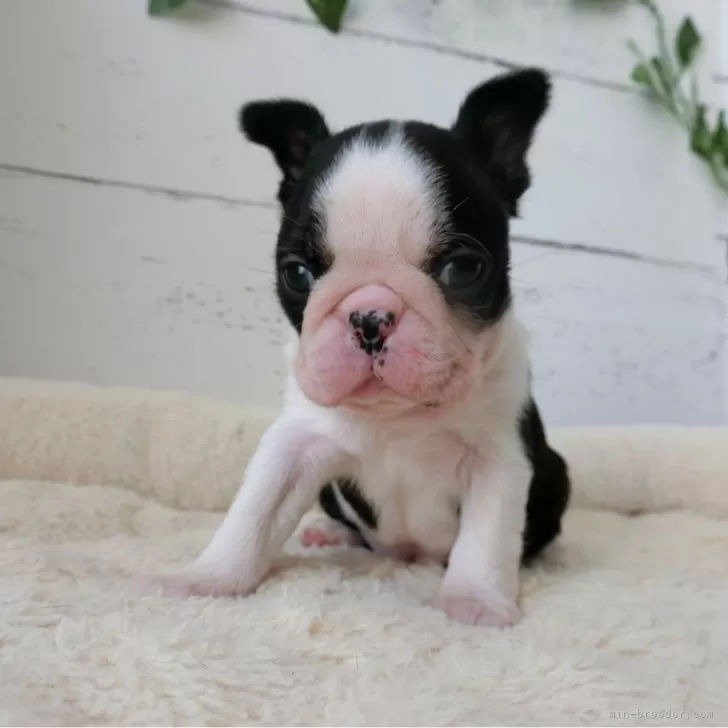 ID：2401-05985の子犬