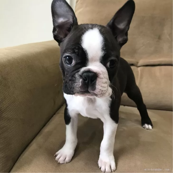 ID：2311-06766の子犬