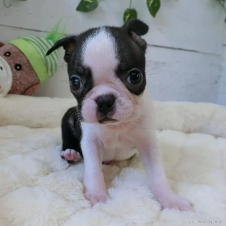 ID:2308-02741の子犬