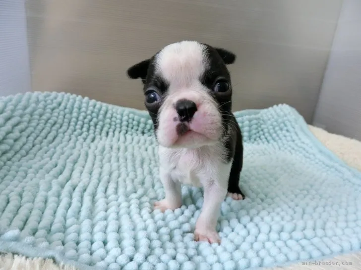 ID：2202-00897の子犬