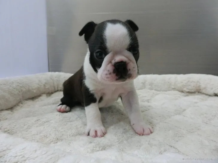 ID：1906-00178の子犬