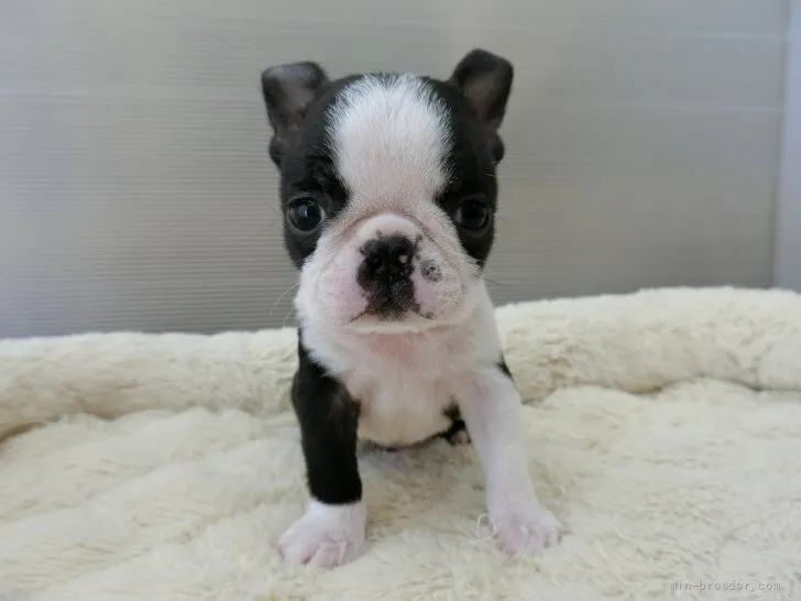 ID：2203-03456の子犬