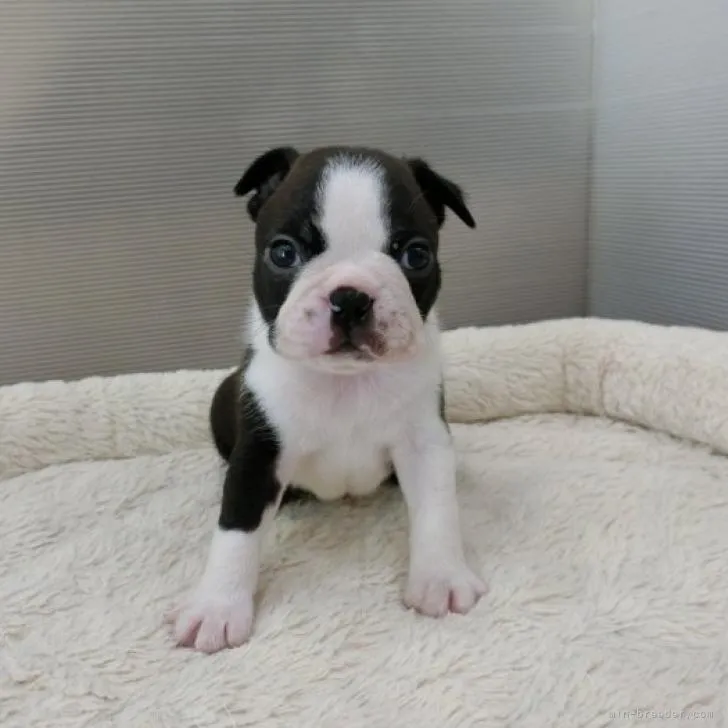 ID:2206-04221の子犬