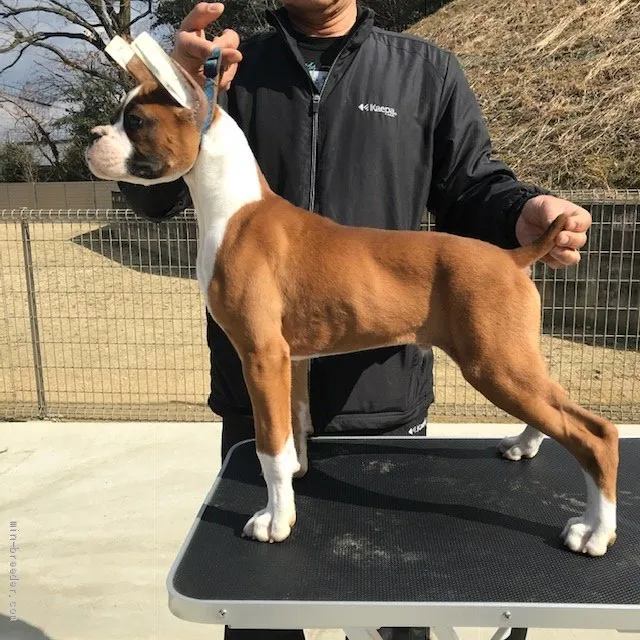 ID:1904-01424の子犬