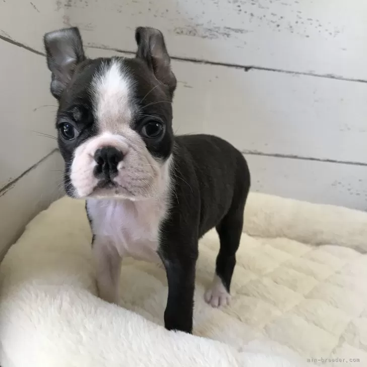 ID：2408-00652の子犬