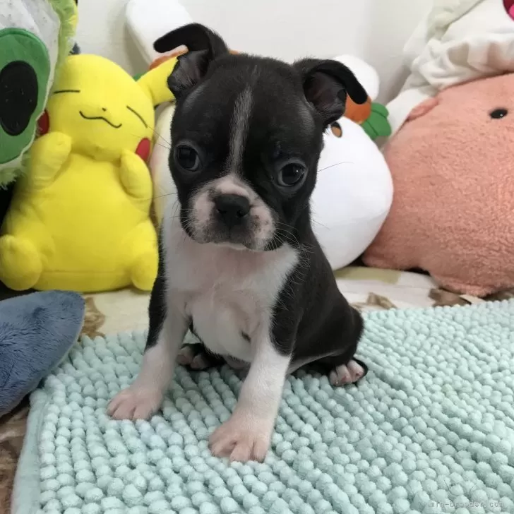 ID:2409-04437の子犬