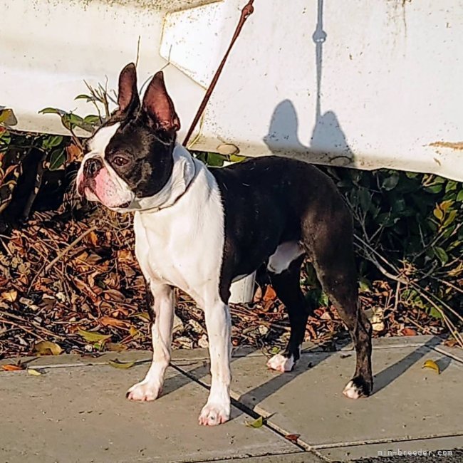 ボストンテリア【・男の子・2023年5月23日・ボストンカラー】