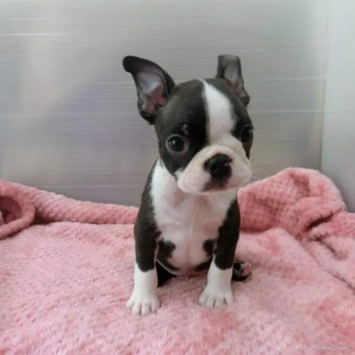 ID：2207-05524の子犬