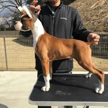 ボクサー【愛知県・男の子・2018年11月11日・フォーン&ホワイトマーキング】の写真「両親共にＪＫＣチャンピオン‼」