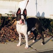 ボストンテリア【・男の子・2023年5月23日・ボストンカラー】