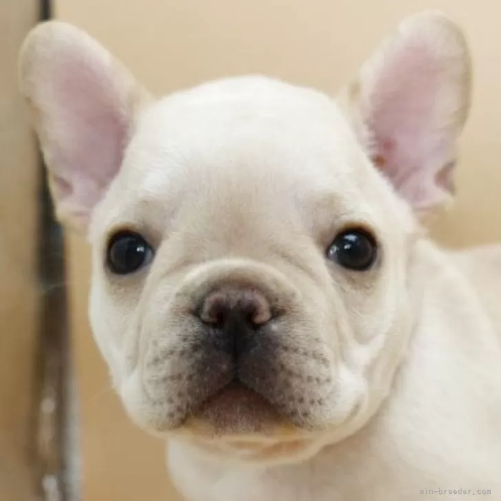 ID:2509-03146の子犬