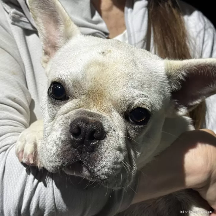 ID：2505-06733の子犬