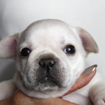 フレンチブルドッグ【神奈川県・女の子・2025年9月3日・クリーム】の写真「健康・優良血統・成犬時の顔が大切です！！」