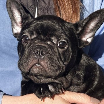 フレンチブルドッグ【神奈川県・女の子・2025年9月3日・ブリンドル】の写真「真っ黒な女の子！品のあるお顔」