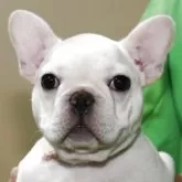 フレンチブルドッグ