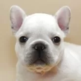 フレンチブルドッグ