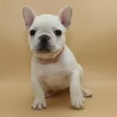 フレンチブルドッグ