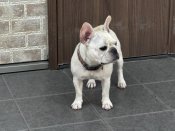 フレンチブルドッグ【・女の子・2024年9月11日・クリーム】