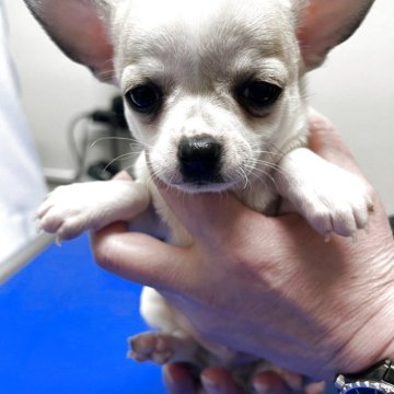 チワワ(スムース)【広島県・男の子・2025年2月1日・フォーン&ホワイト】の写真「遊ぶの大好き」
