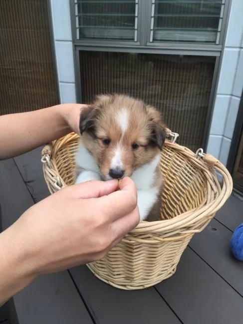 モカママ 様のお迎えした子犬