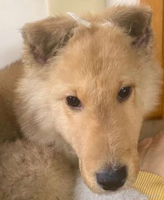 ID：2201-03250の子犬