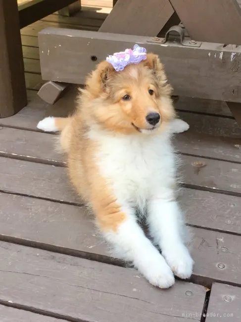 ID：1706-00178の子犬