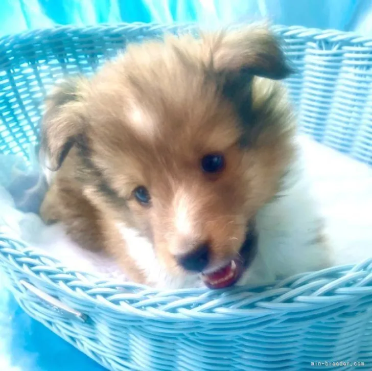 ID:2302-01622の子犬
