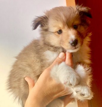 シェットランドシープドッグ【静岡県・男の子・2019年10月7日・セーブル】の写真「小ぶりで、とても愛らしいです！！」