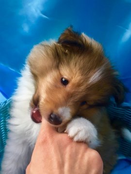 シェットランドシープドッグ【静岡県・男の子・2017年3月23日・セーブル】の写真「フルカラーで、毛がモコモコしてぬいぐるみみたい」