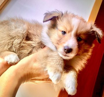 シェットランドシープドッグ【静岡県・男の子・2019年10月7日・セーブル】の写真「モコモコしていてぬいぐるみみたいに可愛いです！」
