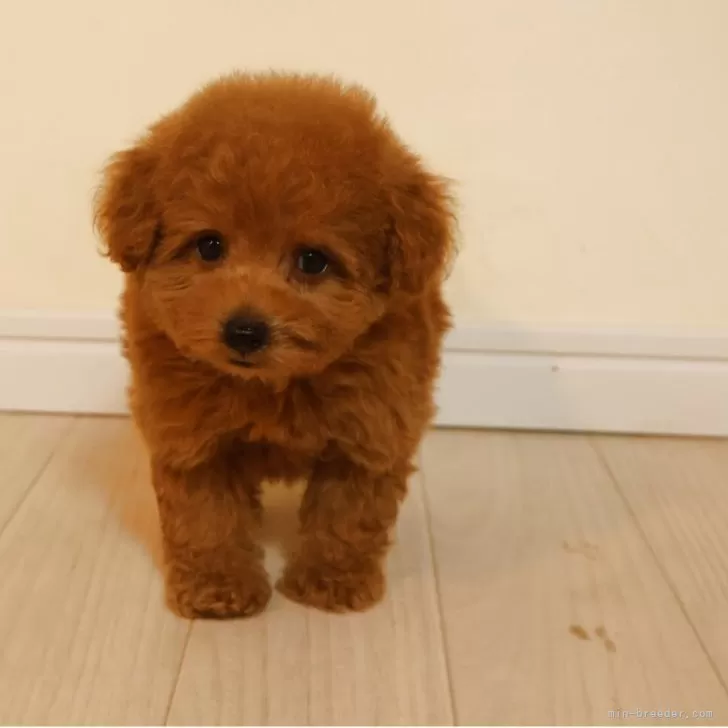 ID：2507-00115の子犬