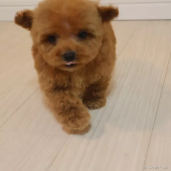 ID:2502-03426の子犬