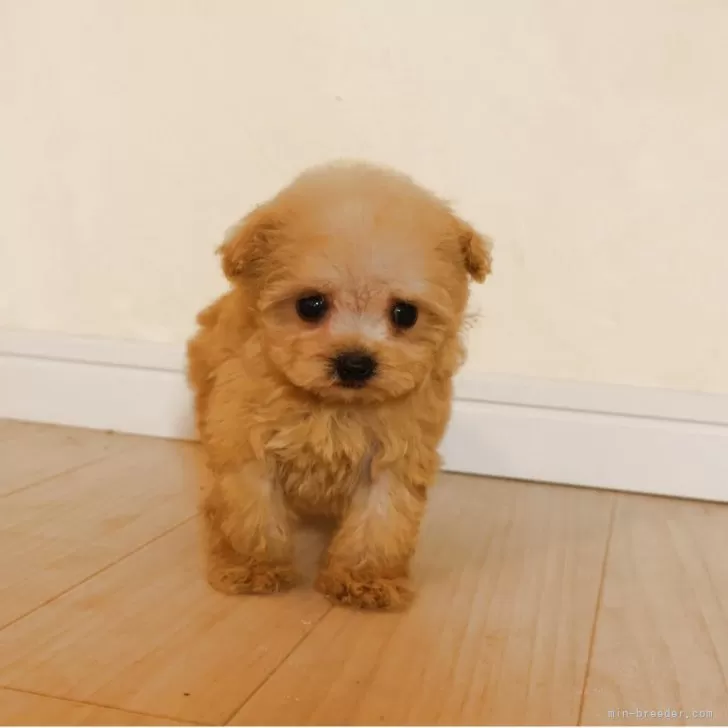 ID:2506-07662の子犬