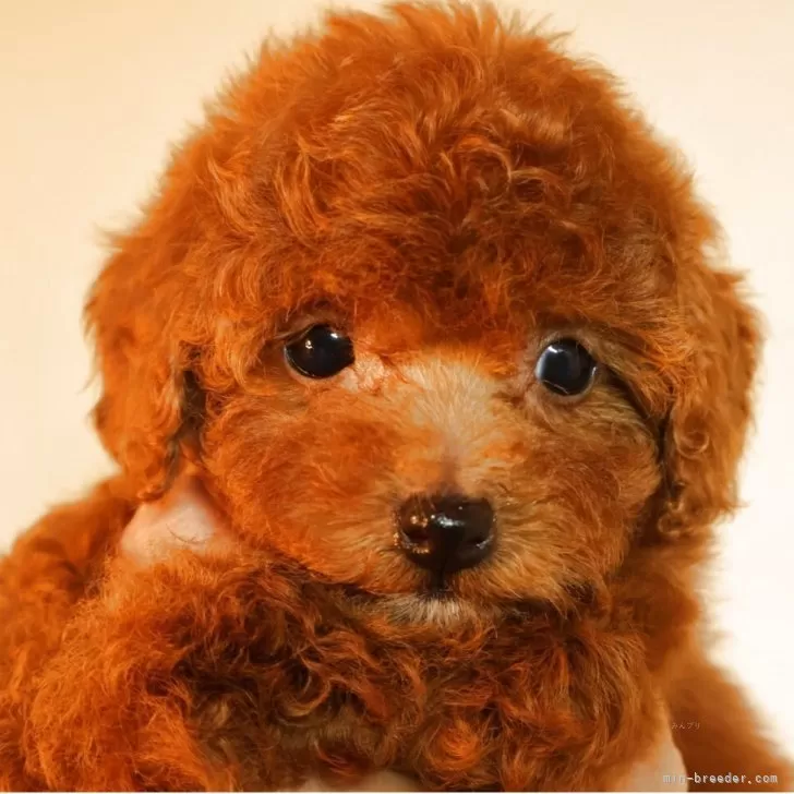 ID：2505-07371の子犬