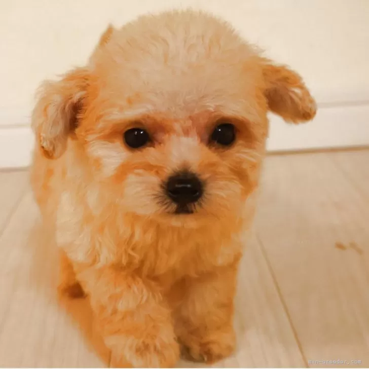ID：2508-06221の子犬