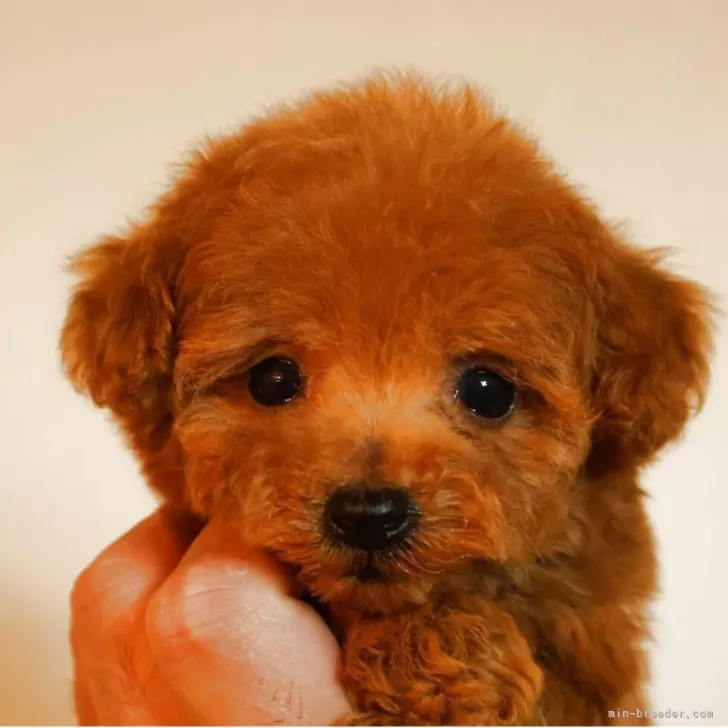ID：2506-00157の子犬