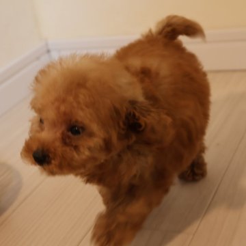 トイプードル(タイニー)【広島県・男の子・2024年10月13日・レッド】の写真「レッドの小さめの男の子」