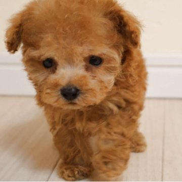 ティーカッププードル【広島県・男の子・2025年10月14日・アプリ】の写真「かわいい小さな男
の子！」