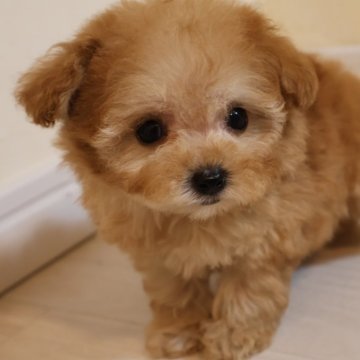 トイプードル(タイニー)【広島県・男の子・2024年9月30日・アプリ】の写真「アプリの男の子」