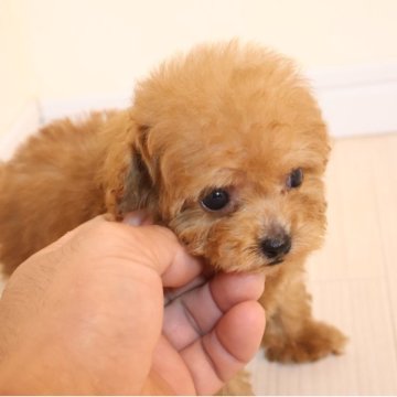 ティーカッププードル【広島県・女の子・2025年9月7日・レッド】の写真「かわいい女の子」