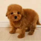 トイプードル(トイ)【広島県・女の子・2025年3月6日・アプリ!】の写真1