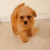 ティーカッププードル