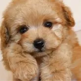 トイプードル(トイ)