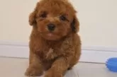 トイプードル(トイ)【広島県・男の子・2024年12月9日・レッド】の写真3