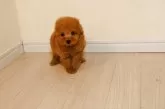 トイプードル(トイ)【広島県・女の子・2025年3月6日・アプリ!】の写真8