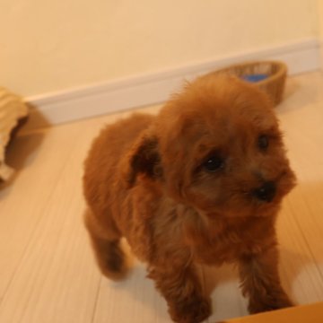 トイプードル(タイニー)【広島県・男の子・2024年8月9日・レッド】の写真「レッドの男の子」